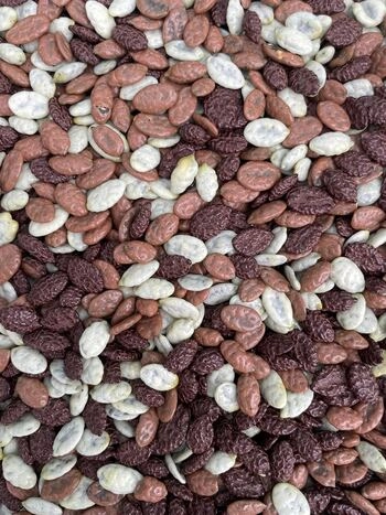 Bučna semena v čokoladi, 100 g