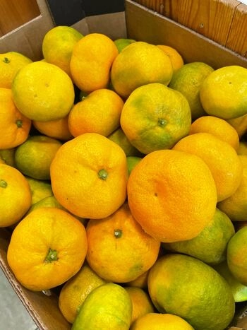 Mandarine, kmetija Šamić, 1 kg